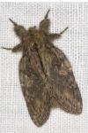 Peridea anceps