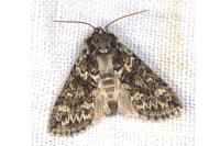 Polyploca ridens
