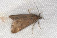 Pyrausta despicata