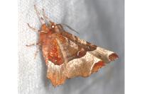 Selenia tetralunaria