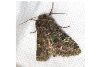 Valeria jaspidea
