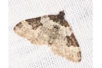 Xanthorhoe fluctuata