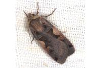 Xestia c-nigrum