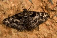 Cleora cinctaria