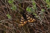 Eurranthis plummistaria
