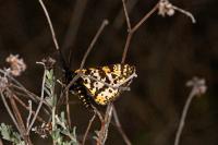 Eurranthis plummistaria