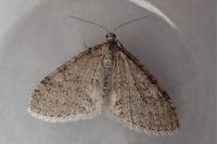 Trichopteryx carpinata