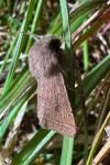 Orthosia cerasi