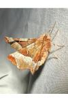 Selenia tetralunaria