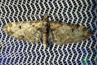 Eupithecia irriguata
