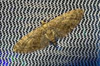 Eupithecia abbreviata