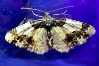 Ligdia adustata