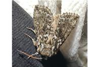 Polyploca ridens