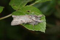Dicranura ulmi