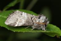 Drymonia dodonaea