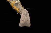 Caradrina flavirena/noctivaga