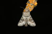 Hecatera bicolorata