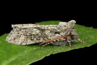 Polyploca ridens