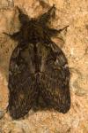 Peridea anceps