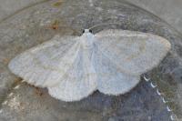 Cabera exanthemata