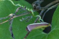 Oncocera semirubella