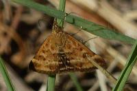 Pyrausta despicata