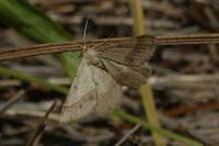 Isturgia murinaria