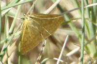 Sitochroa verticalis