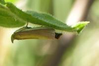 Oncocera semirubella