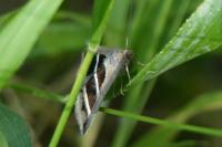 Grammodes bifasciata