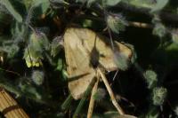 Helicoverpa armigera