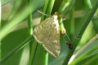 Loxostege sticticalis