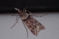 Eudonia angustea