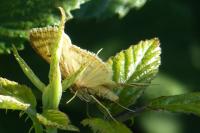 Sitochroa verticalis