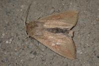 Mythimna unipuncta