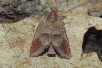 Clostera pigra