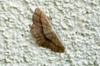 Scopula imitaria