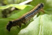 Malacosoma neustria