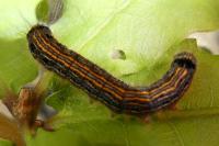 Malacosoma neustria