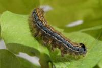 Malacosoma neustria