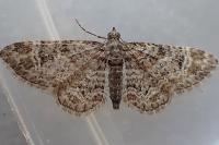Gymnoscelis rufifasciata