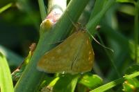 Sitochroa verticalis