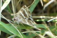 Grammodes stolida