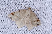 Macaria alternata