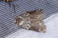 Nycteola