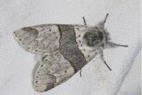 Furcula bifida