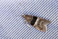 Elegia atrifasciella