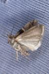 Elegia atrifasciella