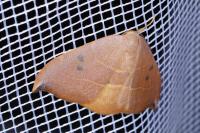 Watsonalla uncinula