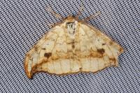 Drepana falcataria